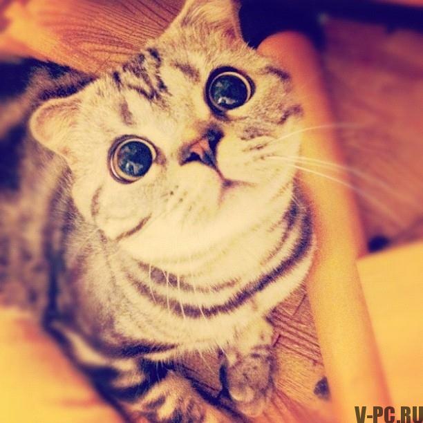 Shishi-Maru preslávené-cat-on-Instagram-005