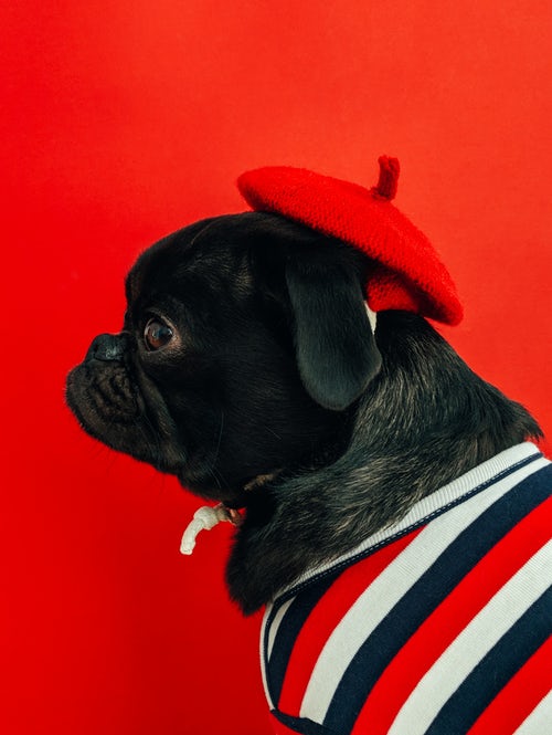 jesenné fotografické nápady pre instagram - mops v červenom barete