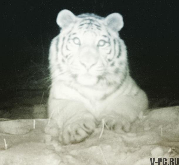 tigr vzal selfie